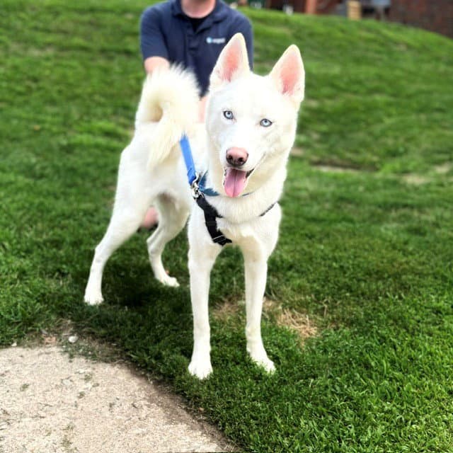 Baltimore - Siberian Husky