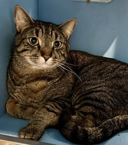 Meecko image 1