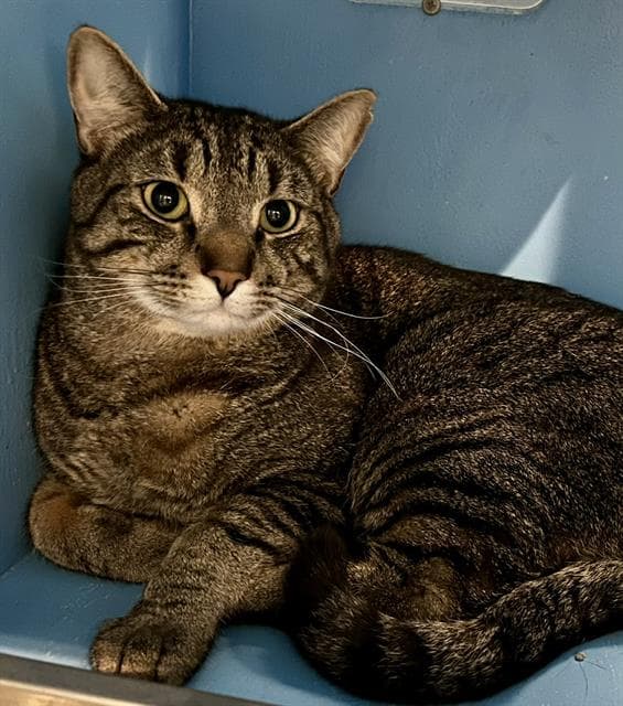 Meecko - Domestic Short Hair