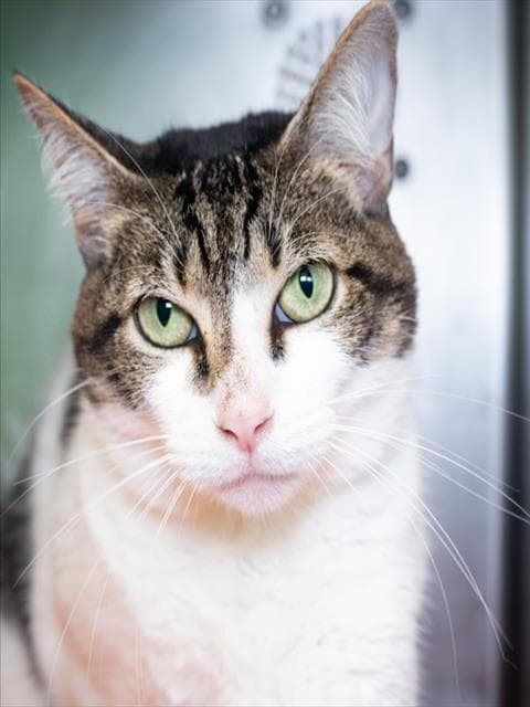 Bronte - Domestic Short Hair