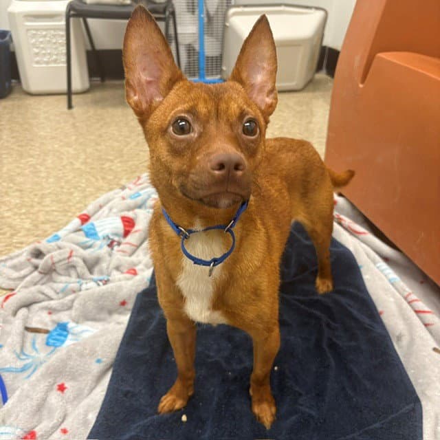 Randall - Chihuahua