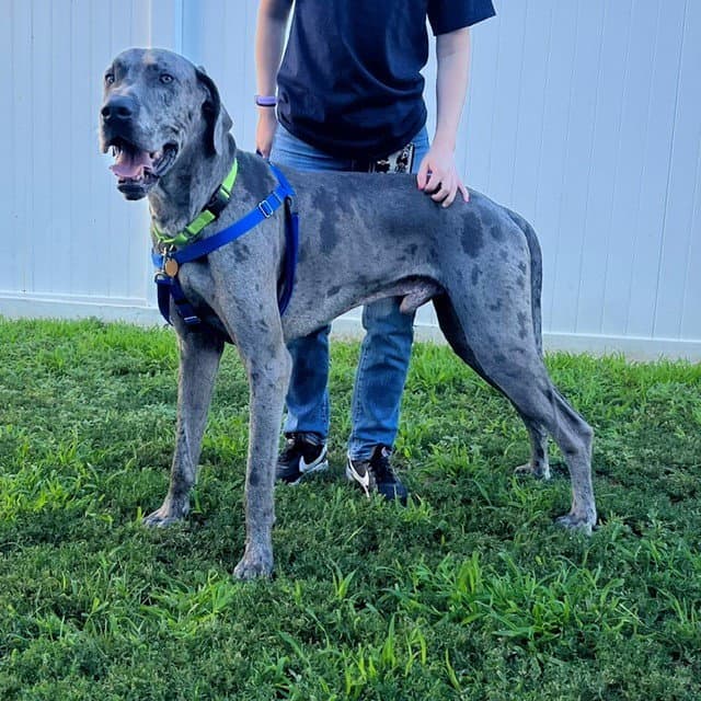 Kane - Great Dane