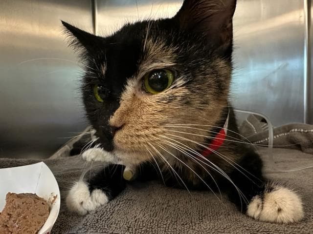 Lucy - Domestic Short Hair