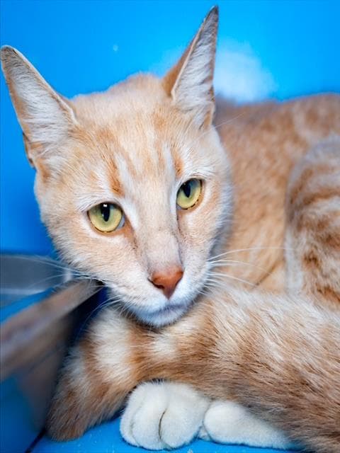 Birdie - Domestic Short Hair