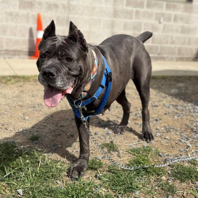Cali - Cane Corso Mastiff