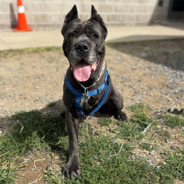Cali - Cane Corso Mastiff
