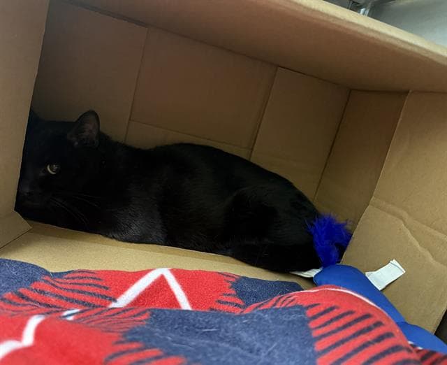 Brownie - Domestic Short Hair