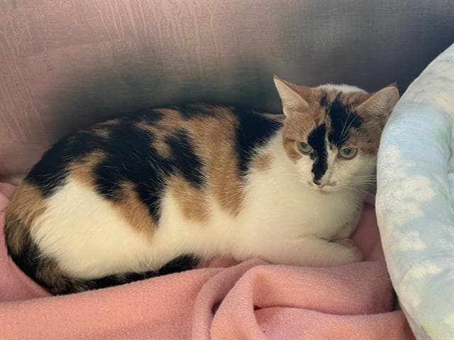 Froyolanda - Domestic Short Hair