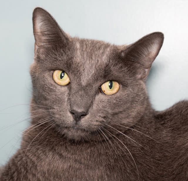 Gray Gray - Domestic Short Hair