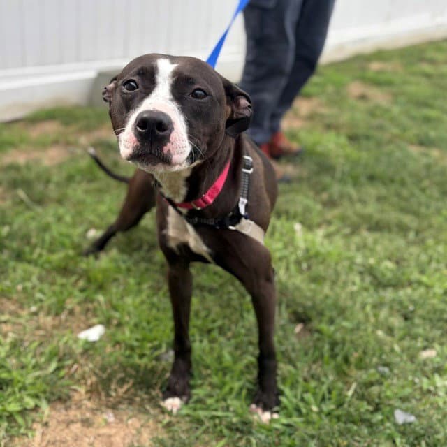 Lala - Pit Bull Terrier