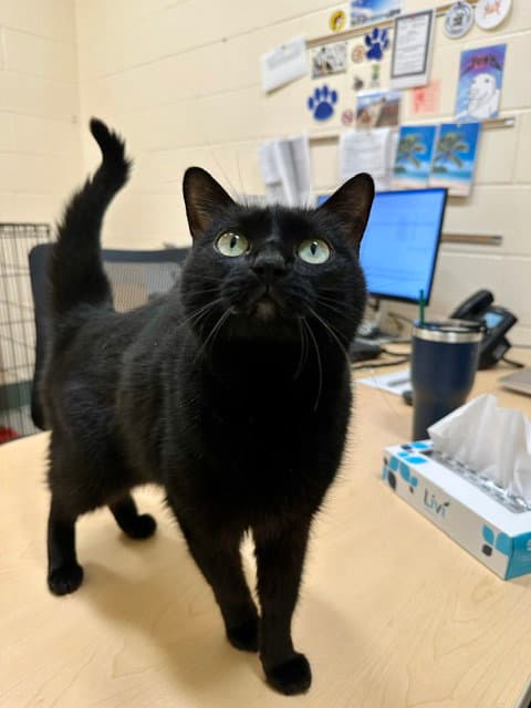 Aura - Domestic Short Hair
