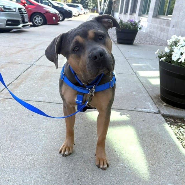 Tara - Pit Bull Terrier