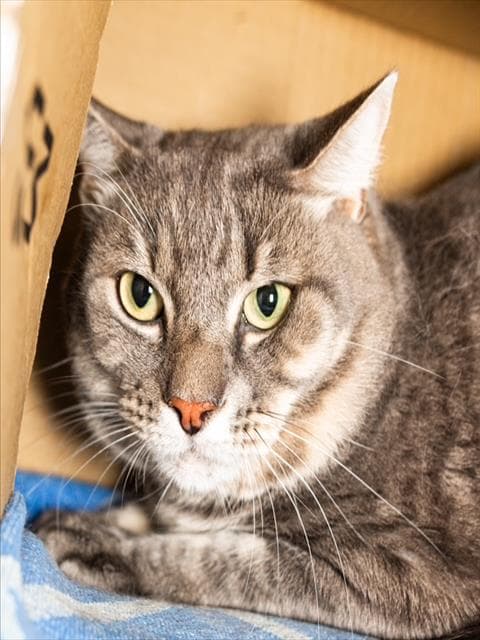 Mickey - Domestic Short Hair