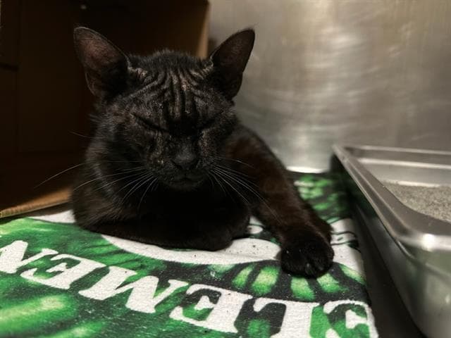Kate - Domestic Short Hair