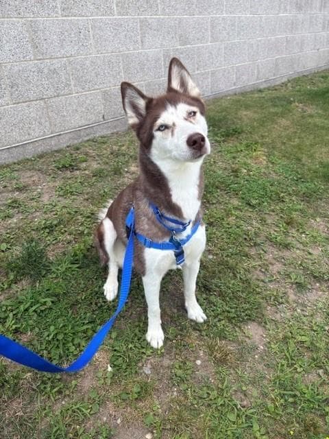 Akila - Siberian Husky