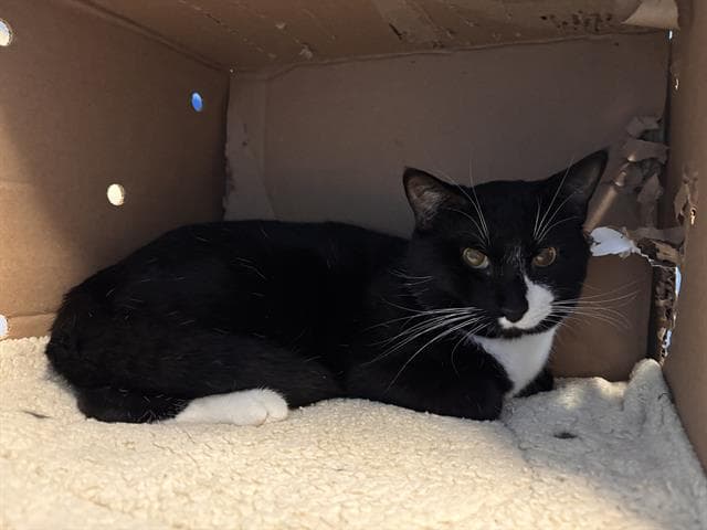 Oreo - Domestic Short Hair
