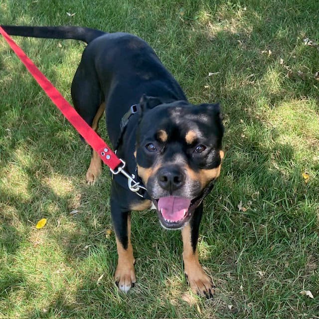 Enzo - Pit Bull Terrier