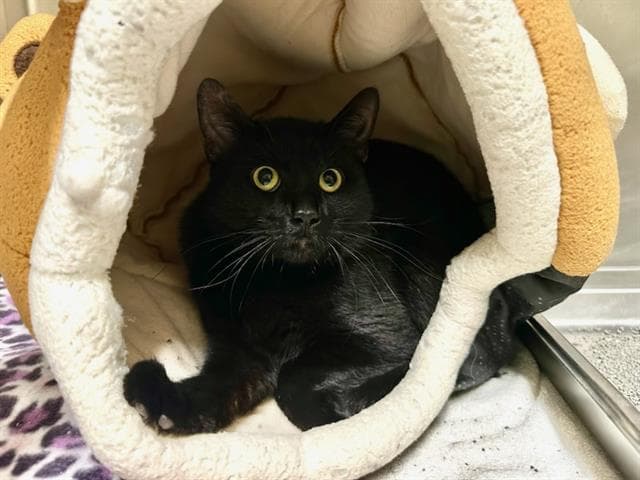 Sesame Skunk - Domestic Short Hair