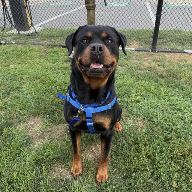 Rocky - Rottweiler