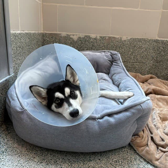 Lark - Siberian Husky