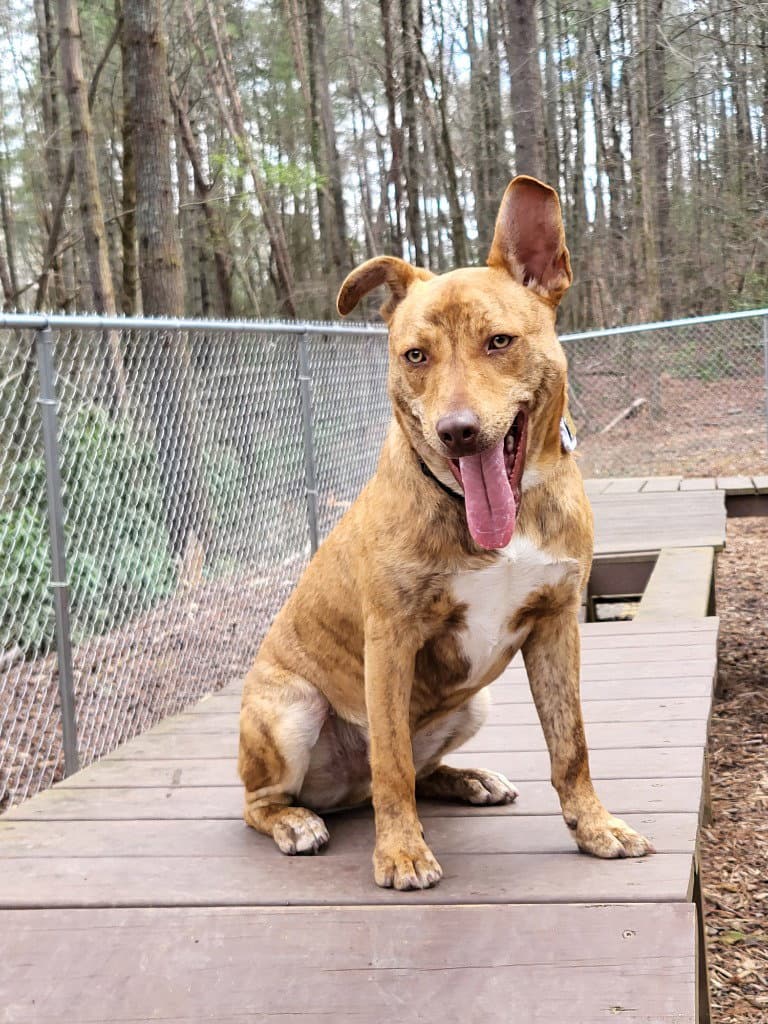 Atticus - Hound