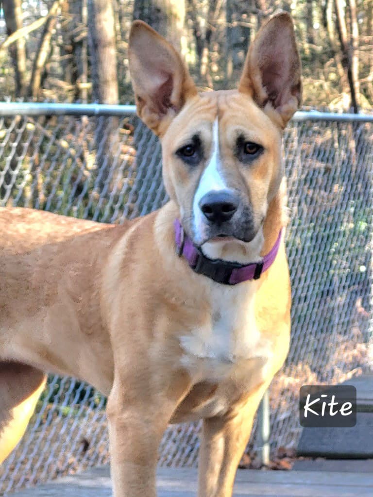 Kite - Terrier