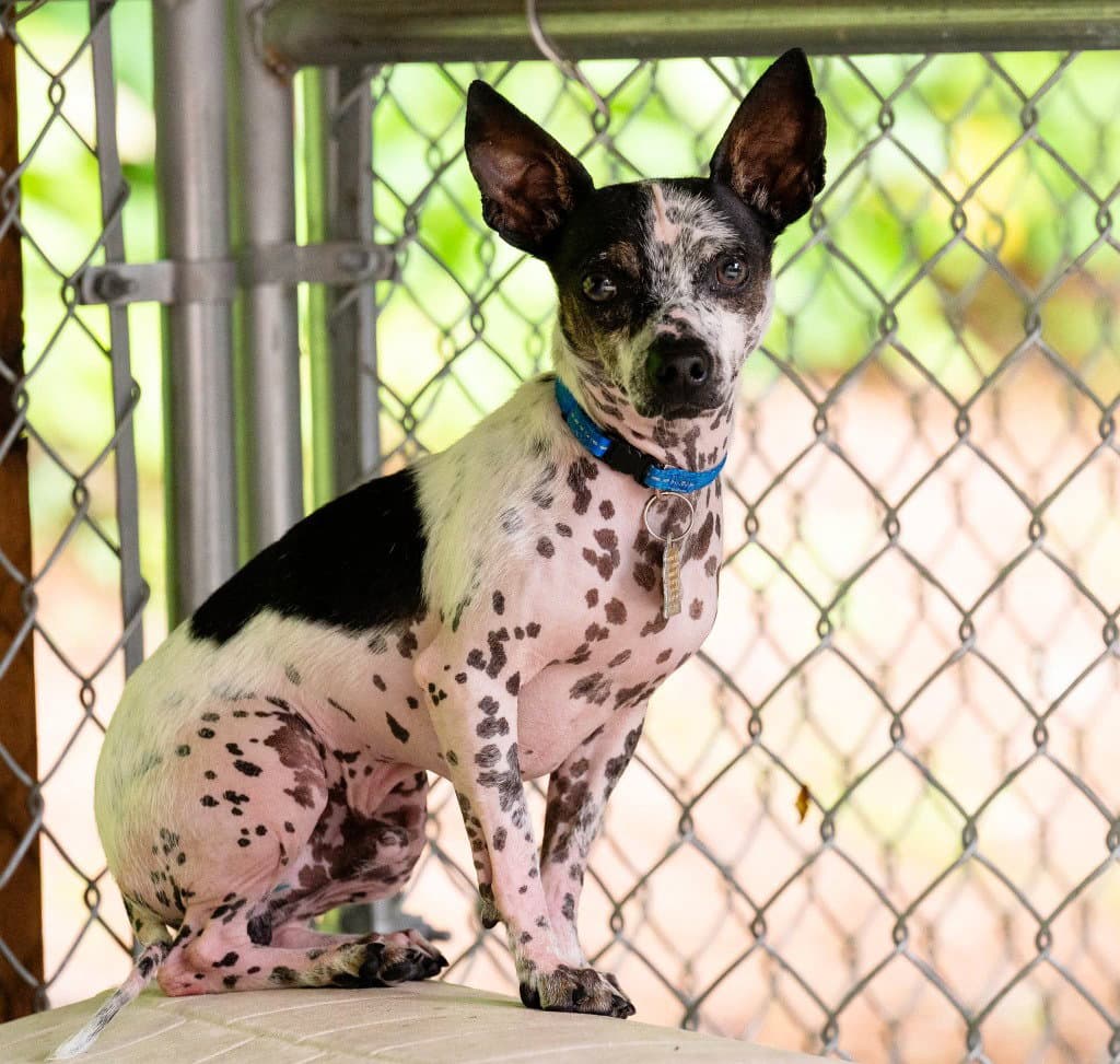 Britt - Chihuahua