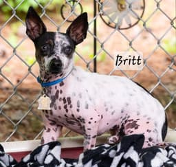 Britt image 2
