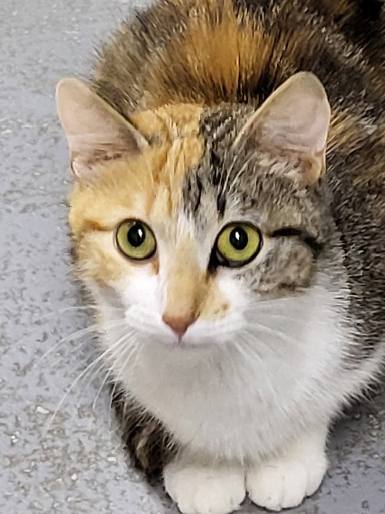 Paisley - Calico