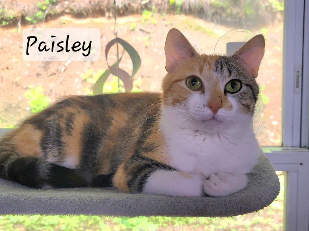 Paisley - Calico