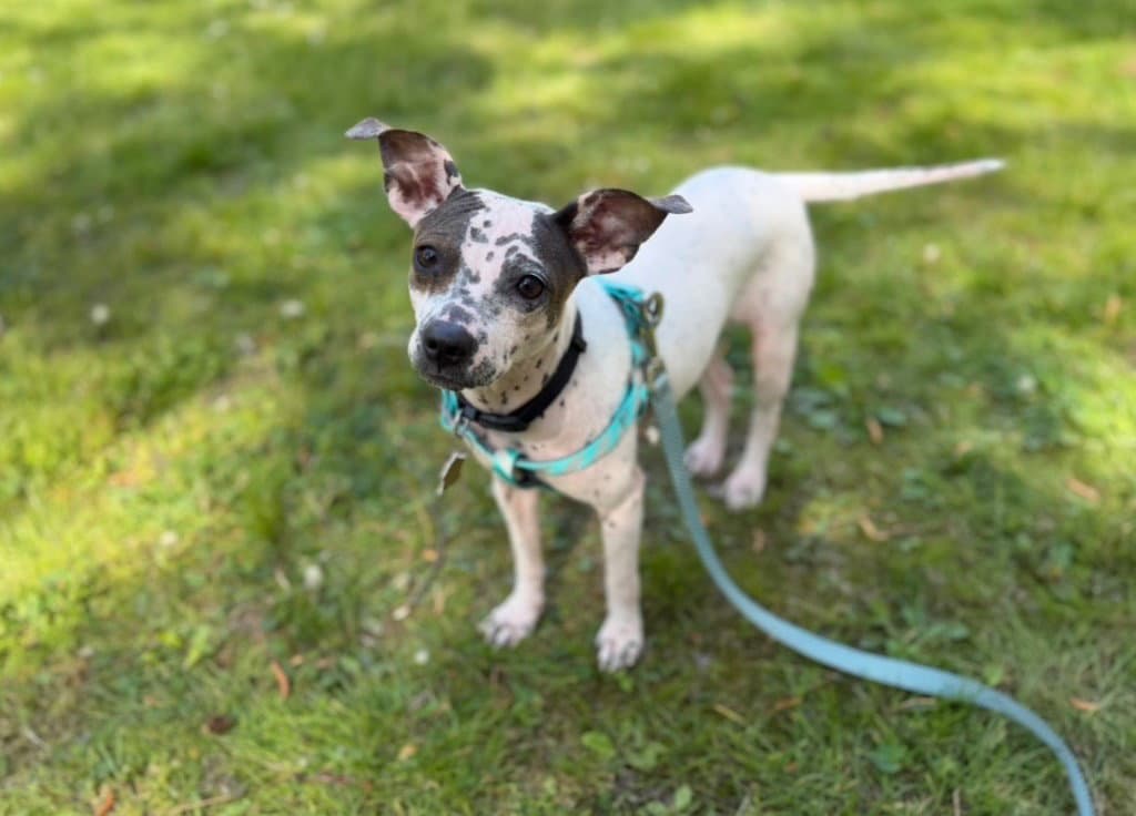 Bijou - Chihuahua