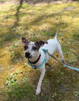 Bijou image 2