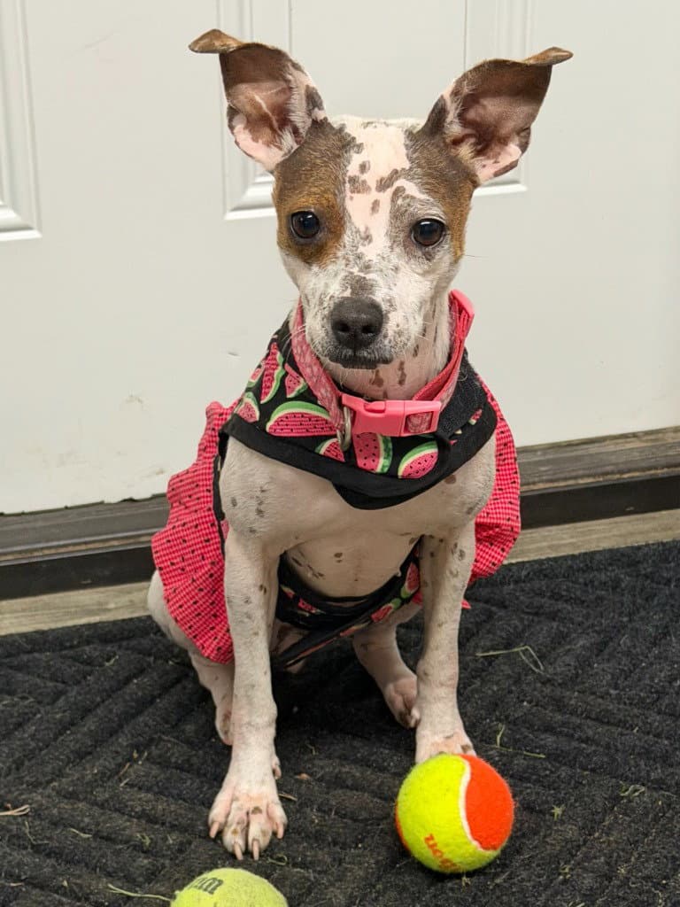 Bijou - Chihuahua