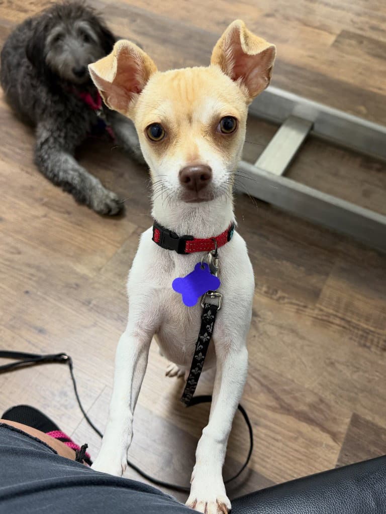 Macaroni - Chihuahua