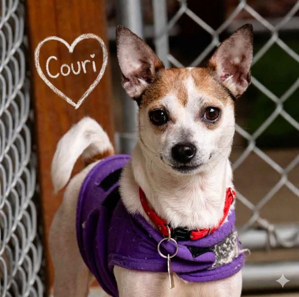 Couri - Chihuahua