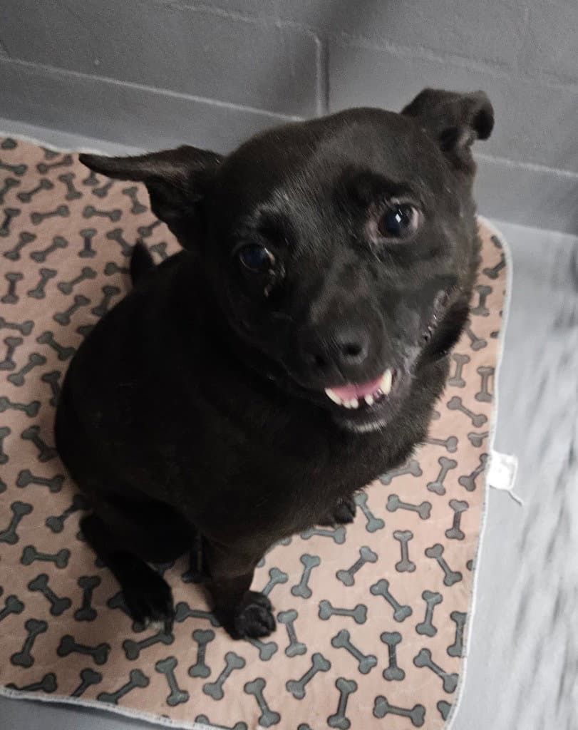 Remy - Schipperke