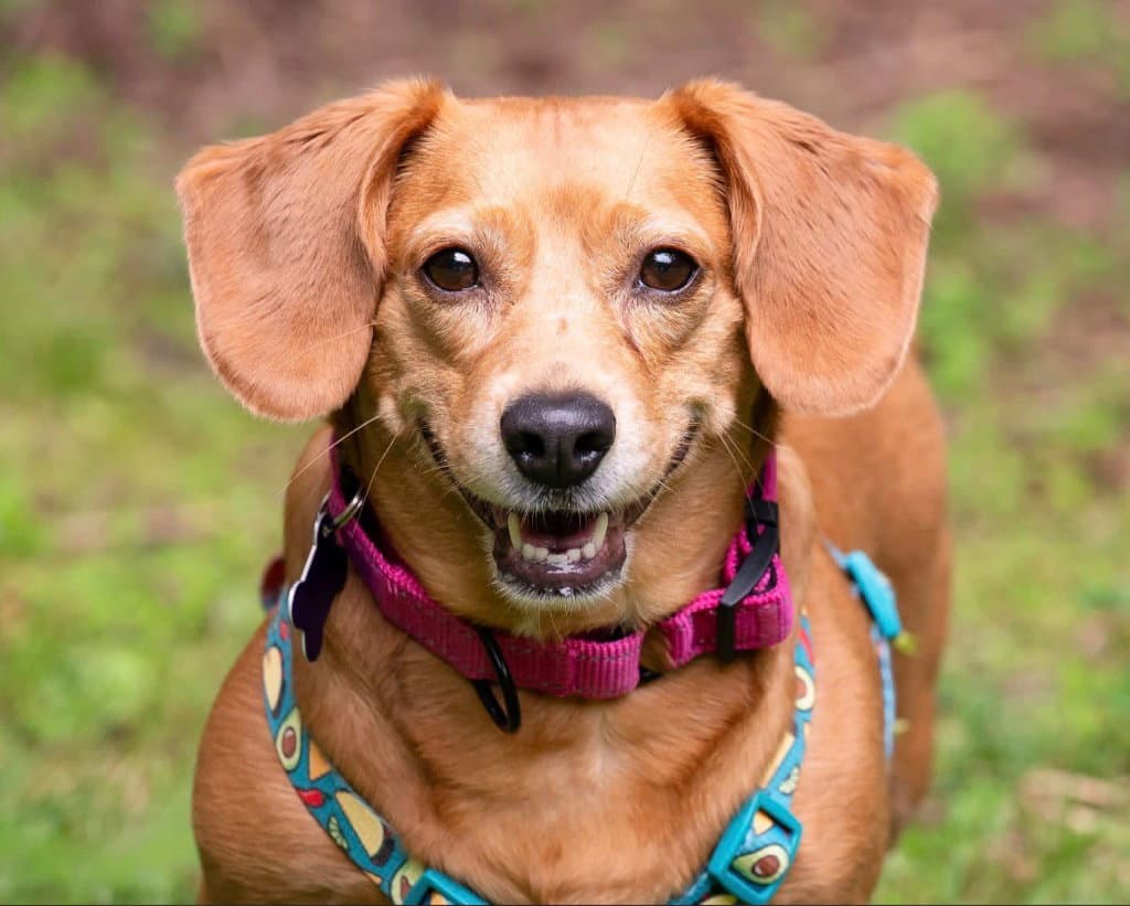 Blanche - Dachshund