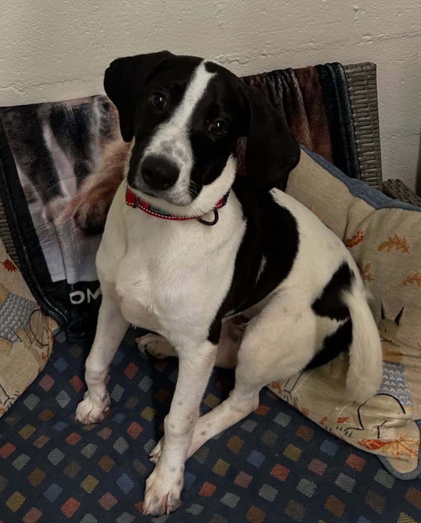 Abe - Terrier
