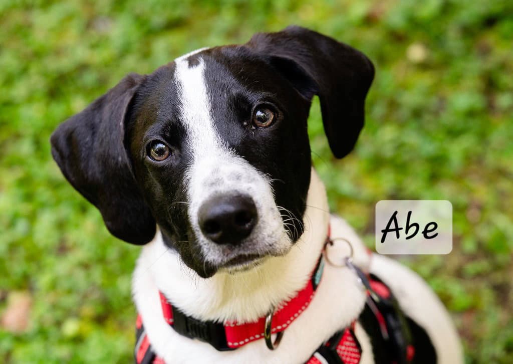 Abe - Terrier