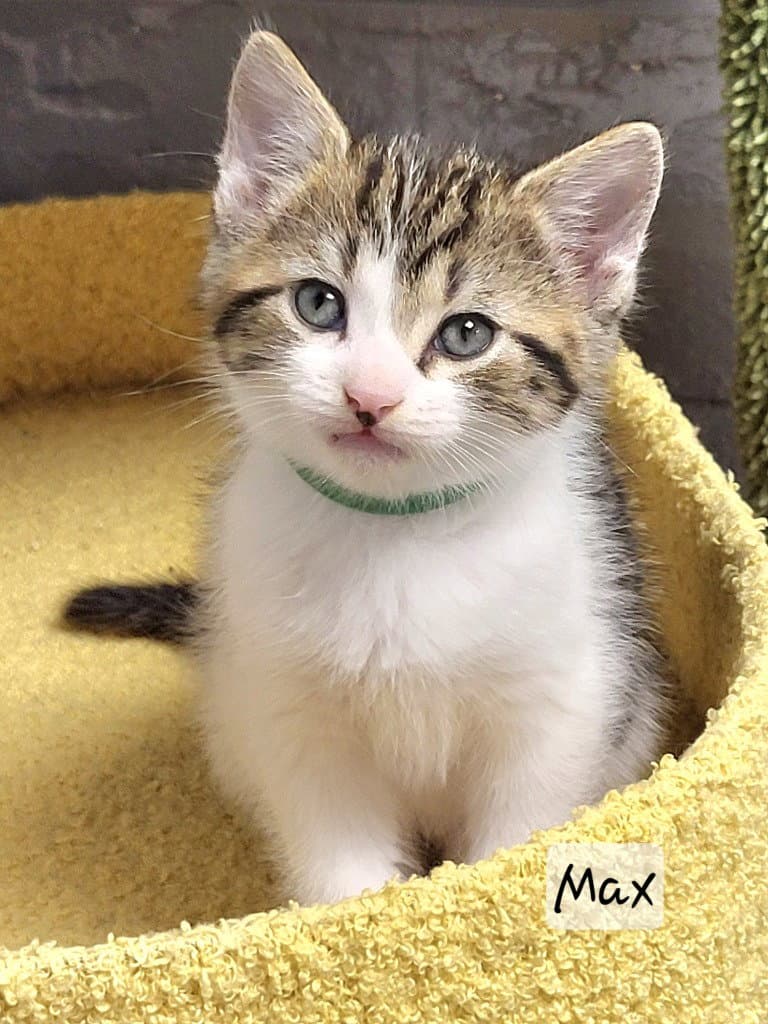 Max - Tabby