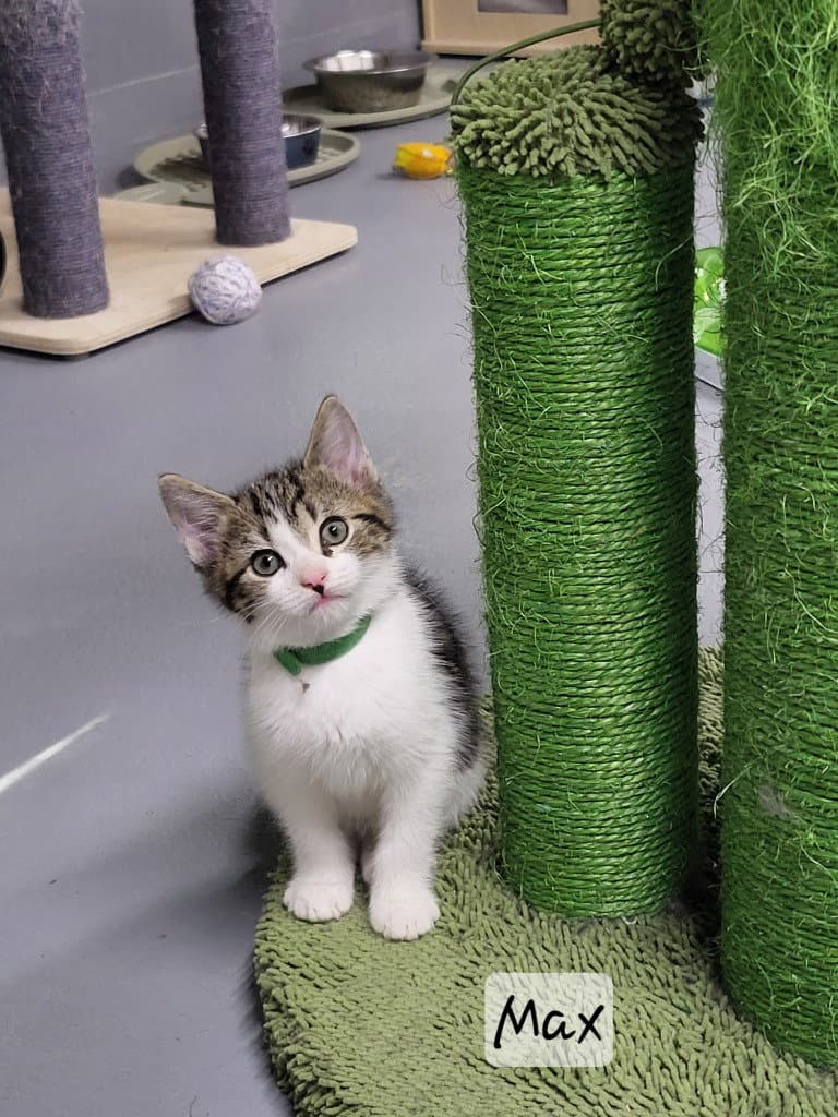 Max - Tabby