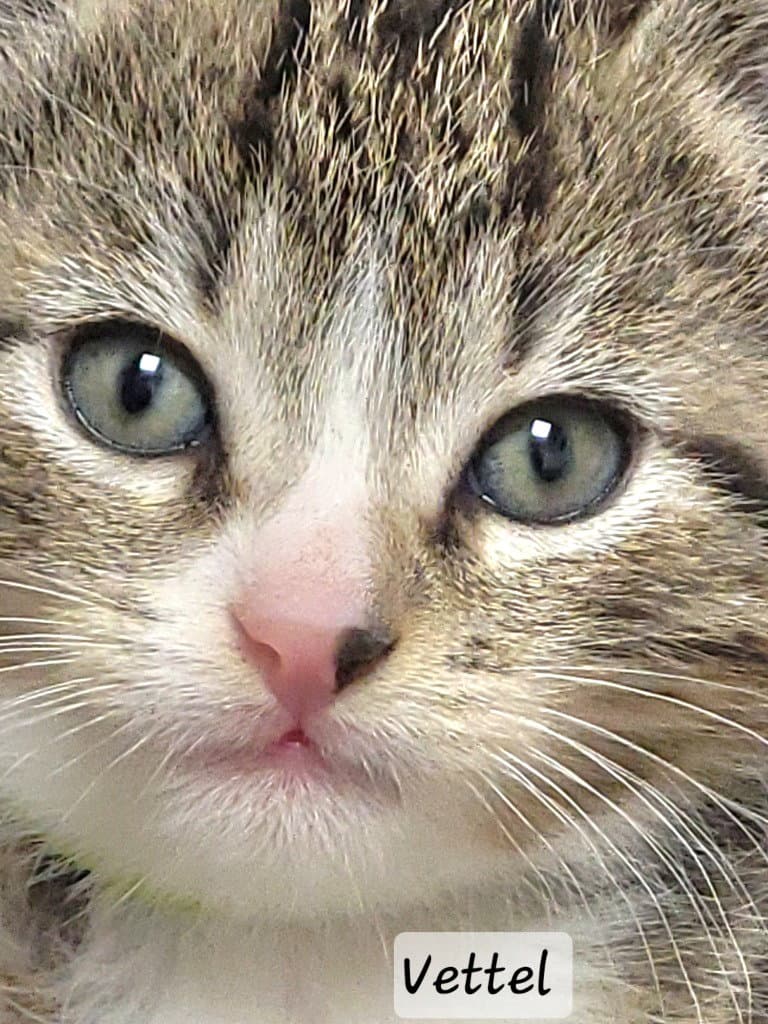 Vettel - Tabby
