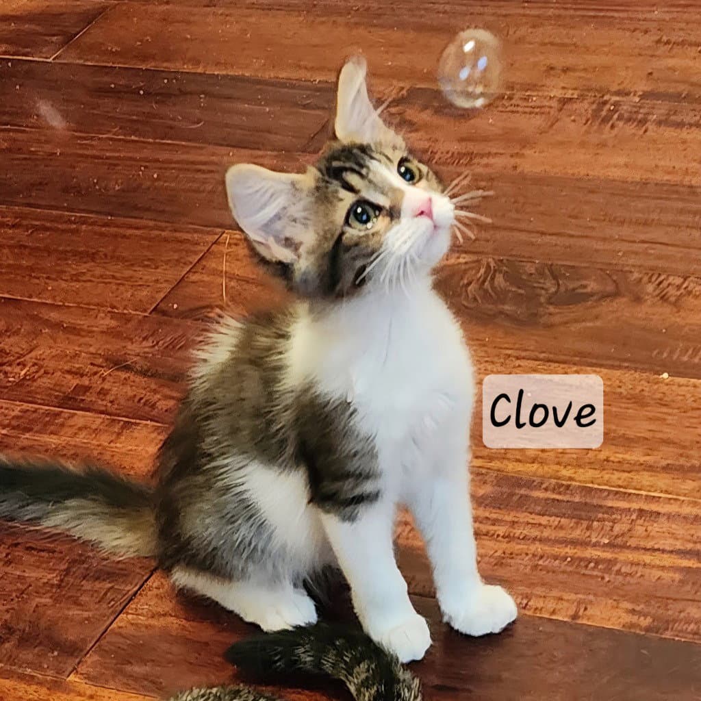 Clove - Tabby