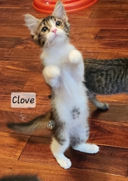 Clove image 3