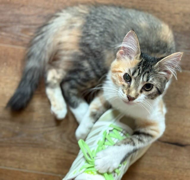 Melody - Calico