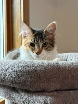 Melody image 2