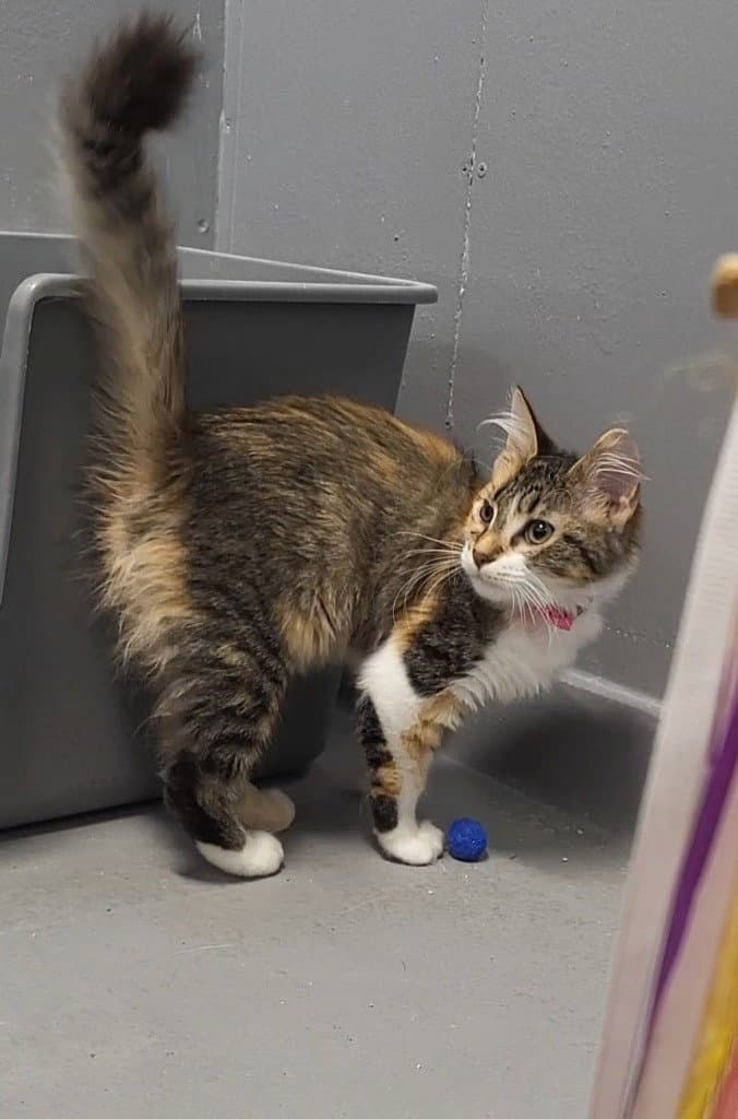 Melody - Domestic Medium Hair