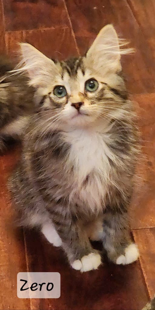 Zero - Manx