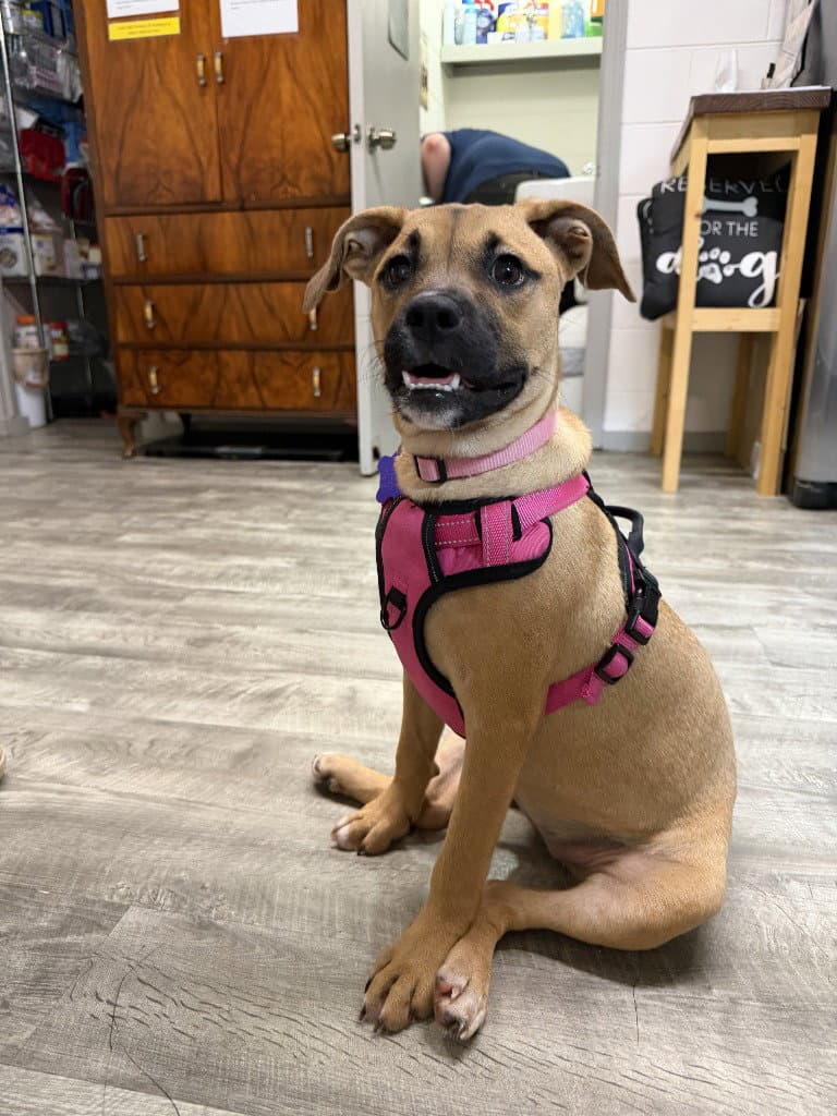 Pebbles - Boxer