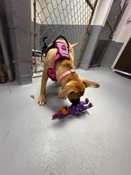 Pebbles image 3